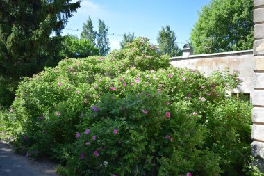 Yaz parkında ağaçlar