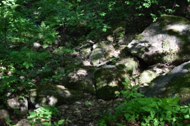 Yaz parkında ağaçlar