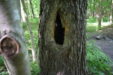 Yaz parkında ağaçlar