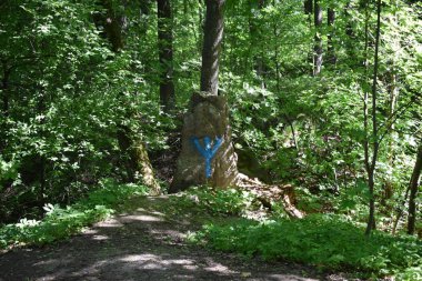 Yaz parkında ağaçlar