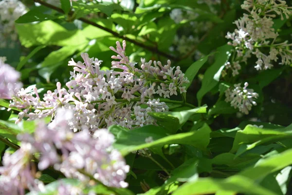 Lilas Fleurs Dans Jardin — Photo