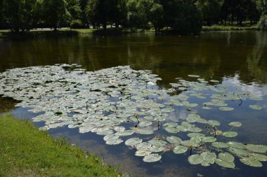 Parktaki gölet, park alanı, park alanı tasarımı, yaz günü.