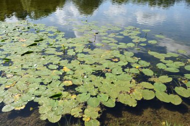 Parktaki gölet, park alanı, park alanı tasarımı, yaz günü.