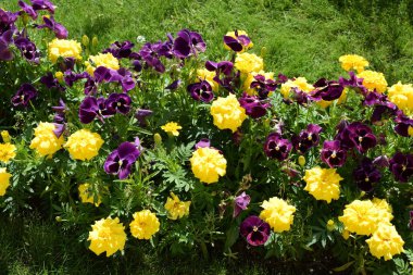 Parkın çiçekli dekorasyonu, dinlenecek bir yer, bir yaz günü.