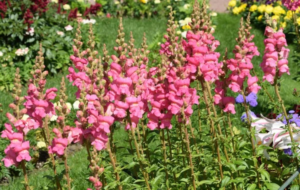 Dekoration Des Parks Mit Blumen Ein Ort Zum Entspannen Ein — Stockfoto