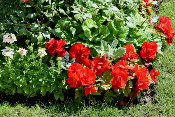 Dekoration Des Parks Mit Blumen Ein Ort Zum Entspannen Ein — Stockfoto