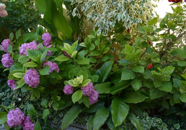 Décoration Florale Parc Endroit Pour Détendre Une Journée Été — Photo