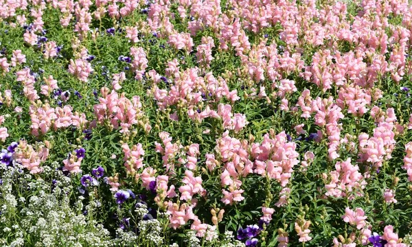 Blumen Auf Den Beeten Der Weg Park — Stockfoto