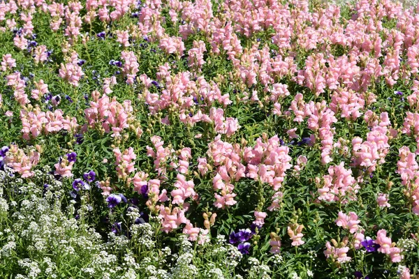 Blumen Auf Den Beeten Der Weg Park — Stockfoto