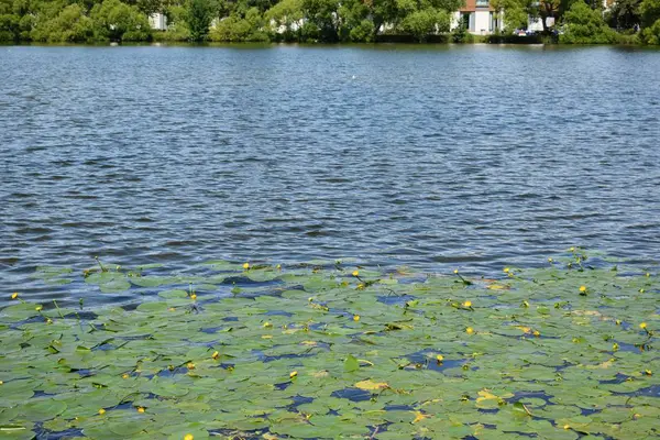 Park Lake Growing Water Lilies Surface Water — Stock Photo, Image