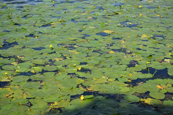 Der Parksee Mit Wachsenden Seerosen Auf Der Wasseroberfläche — Stockfoto