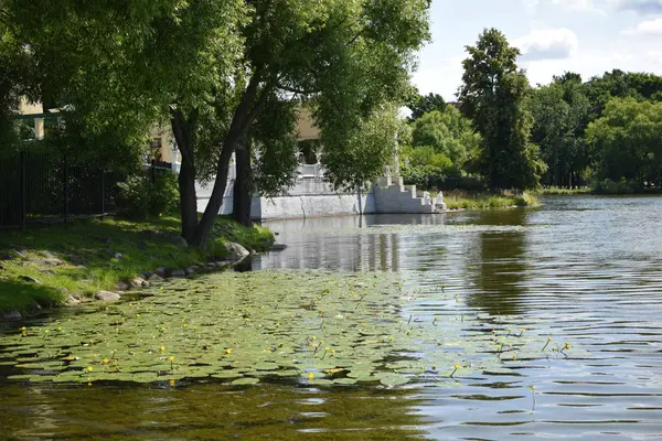 su yüzeyinde büyüyen nilüferler ile Park göl