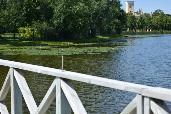 Lago Parque Con Cultivo Nenúfares Superficie Del Agua — Foto de Stock