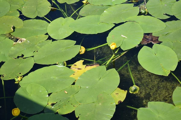 Lago Parque Con Cultivo Nenúfares Superficie Del Agua —  Fotos de Stock