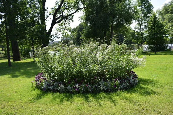 Blumen Und Beete Sommergarten — Stockfoto