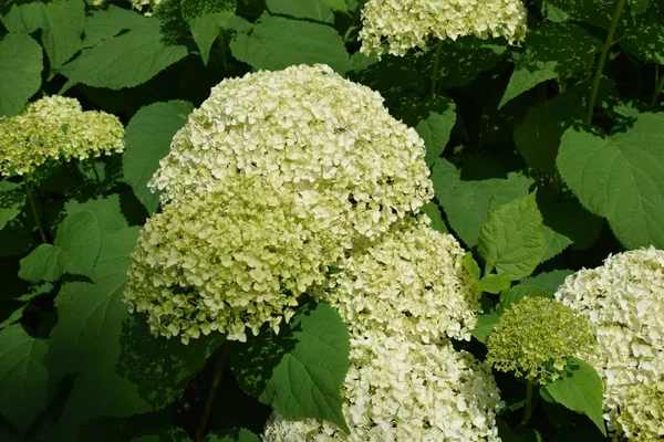 yaz bahçesinde çiçek ve çiçek yatakları