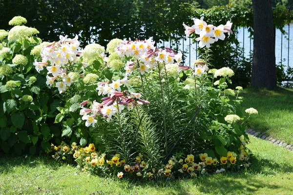 Fleurs Parterres Fleurs Dans Jardin Été — Photo