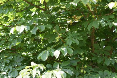 Park alanı, park alanı tasarımı, yaz günü.