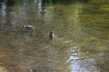 bir yaz günü göletördekler