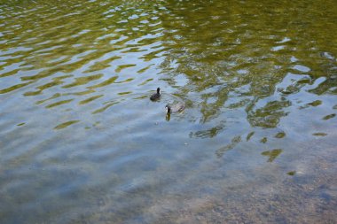 bir yaz günü göletördekler