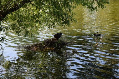 yaz aylarında gölette su kuşu