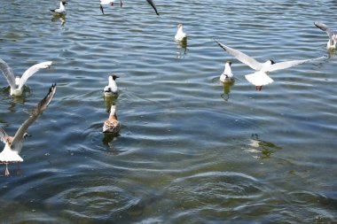 havuz su üzerinde beyaz martılar