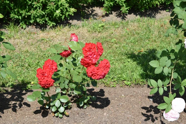 flowers on flower beds in the garden, elements of the destroyed building, landscape design of the garden