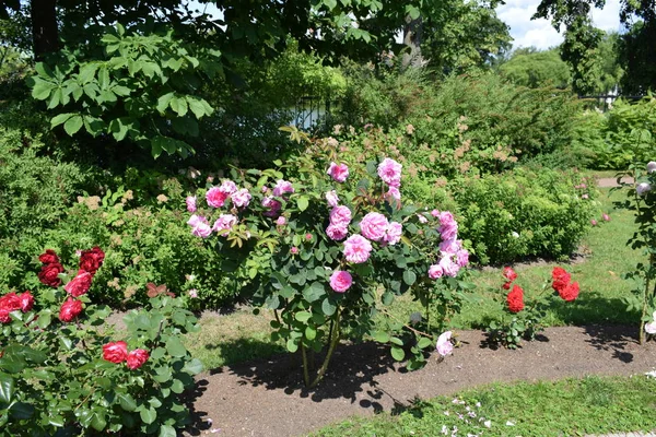Fleurs Sur Les Parterres Fleurs Dans Jardin Éléments Bâtiment Détruit — Photo