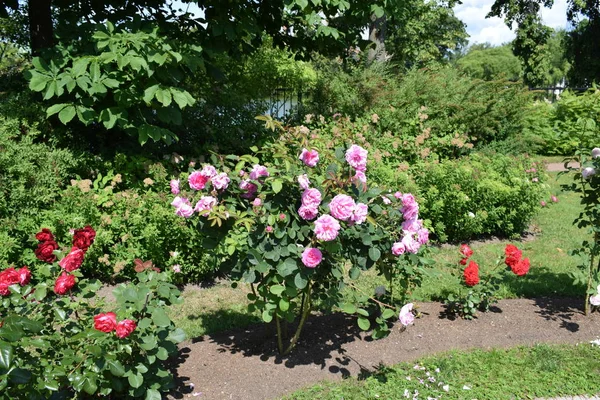 flowers on flower beds in the garden, elements of the destroyed building, landscape design of the garden