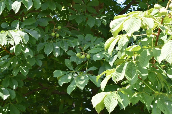 Park Alanı Park Alanı Tasarımı Yaz Günü — Stok fotoğraf