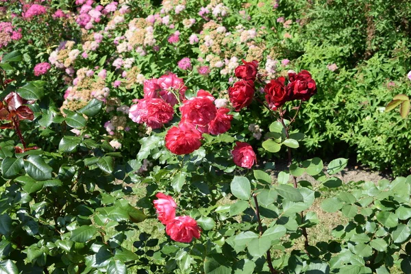 flowers on flower beds in the garden, landscape design of the garden