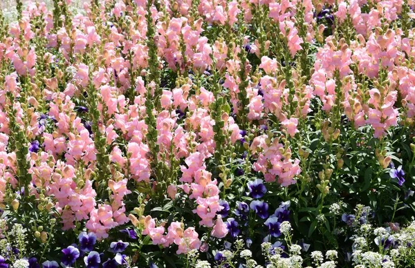 Blumen Auf Beeten Garten Gestaltung Des Gartens — Stockfoto