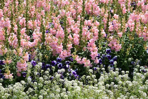 Blumen Auf Beeten Garten Gestaltung Des Gartens — Stockfoto