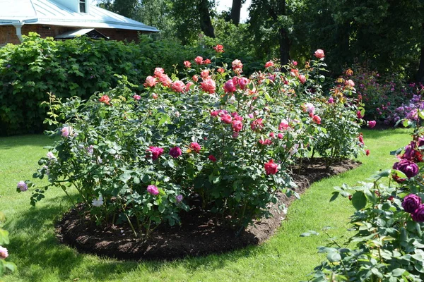 flowers on flower beds in the garden, landscape design of the garden