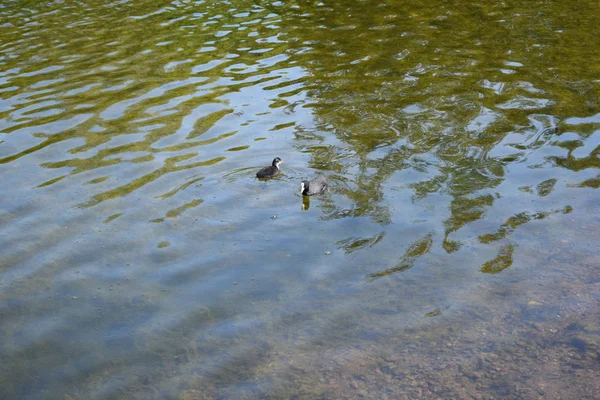 Enten Teich Einem Sommertag — Stockfoto