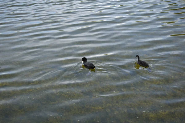 Enten Teich Einem Sommertag — Stockfoto