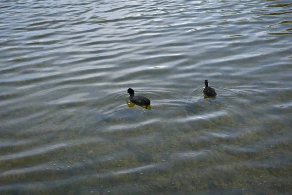 Enten Teich Einem Sommertag — Stockfoto