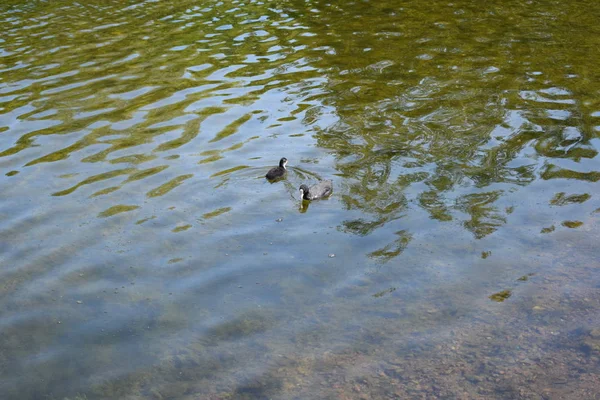 Kacsák Tóban Egy Nyári Napon — Stock Fotó