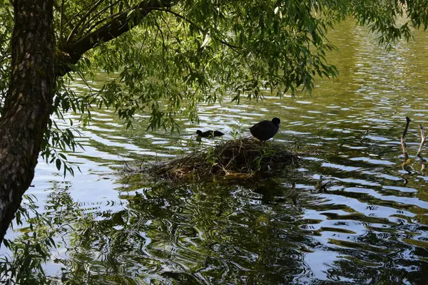 Aves Aquáticas Lagoa Verão — Fotografia de Stock