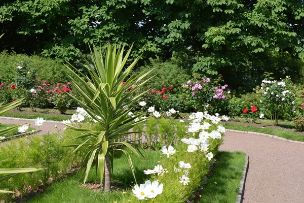 Flores Macizos Flores Jardín Diseño Del Paisaje Del Jardín Imágenes De Stock Sin Royalties Gratis