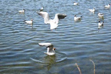 havuz su üzerinde beyaz martılar