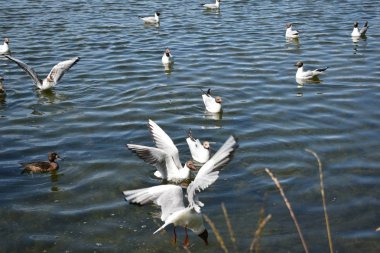 havuz su üzerinde beyaz martılar