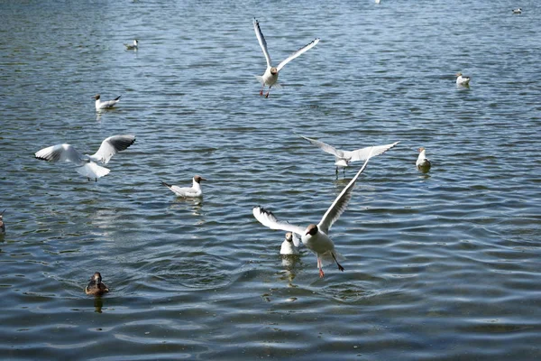 Gaviotas Blancas Sobre Agua Del Estanque — Foto de Stock