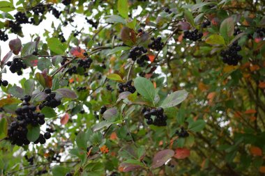 bir Bush'un bir dalı üzerinde siyah meyveleri