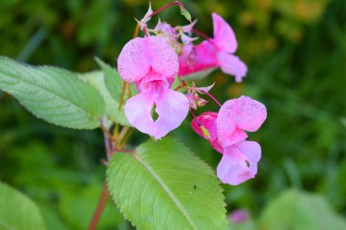 Bahçedeki pembe gül