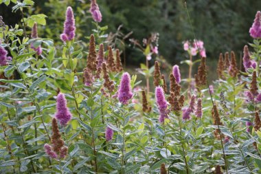 Park alanı, park alanı tasarımı, yaz günü.