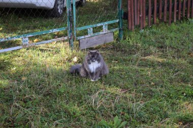 Kırsal, yaz günü, yeşillik.