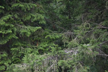 dağlarda ormanda ağaçlar