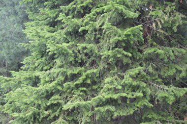 dağda ormanda ağaçlar