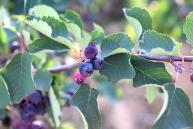 bir Bush'un bir dalı üzerinde olgun çilek